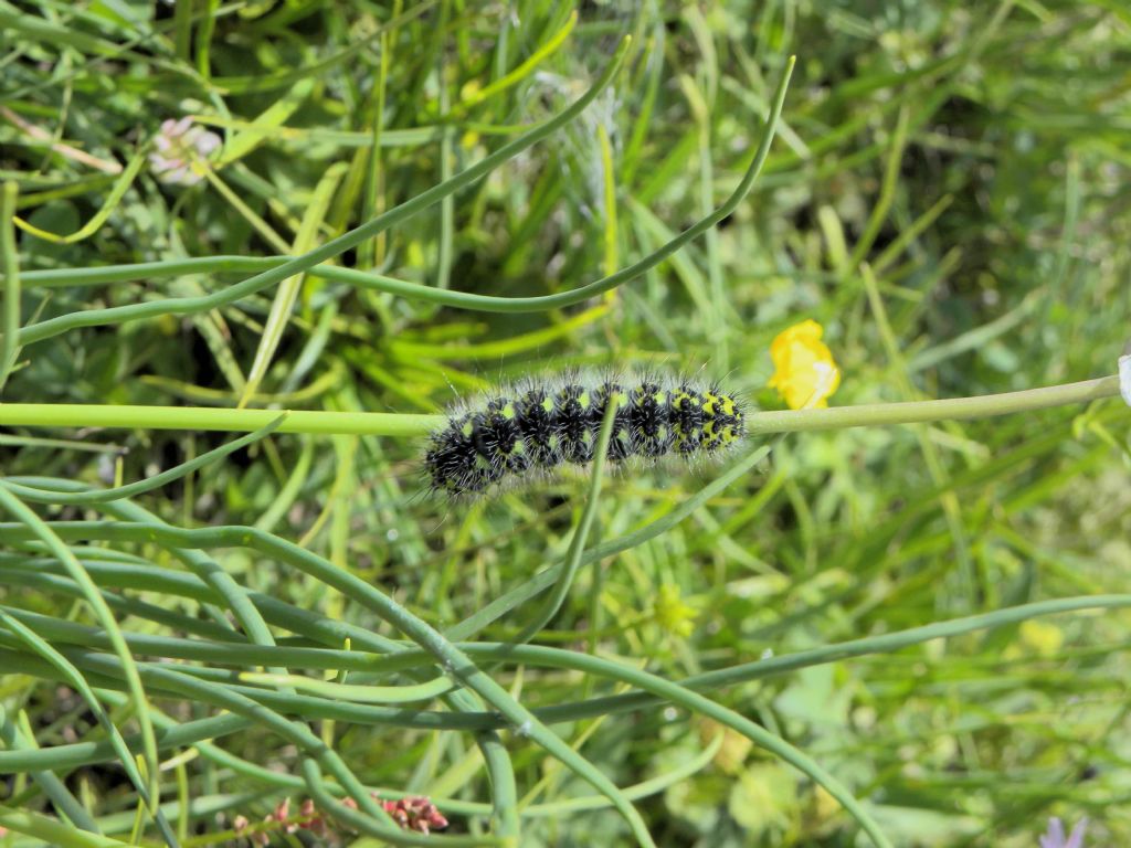 Identificazione bruco: Saturnia pavoniella - Saturniidae